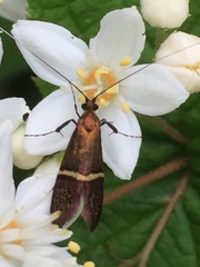 Nemophora aurifera