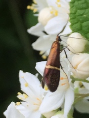 Nemophora aurifera