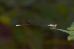 Aciagrion pallidum