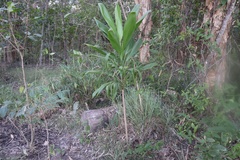 Cordyline manners-suttoniae