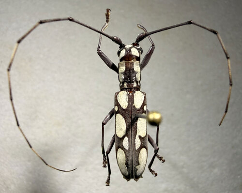 Olenecamptus tesselatus