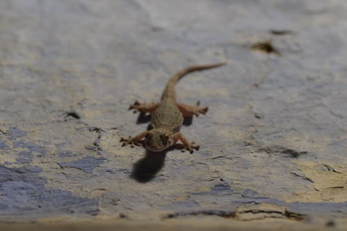 Moorish Gecko