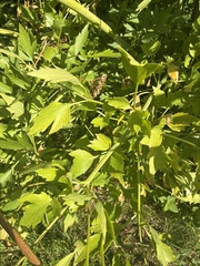 author not stated, no rights reserved Levisticum officinale, photograph author not stated, no rights reserved