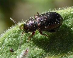 Hemiglyptus basalis