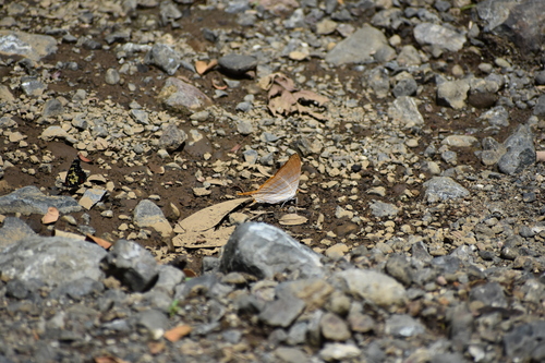 Orange Daggerwing