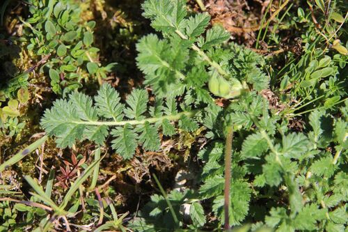 Erodium manescavi, photograph 3