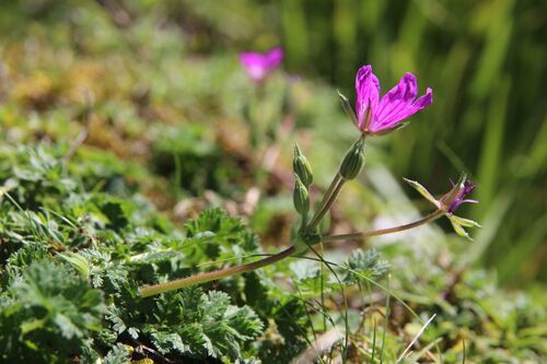 Erodium manescavi, photograph 4