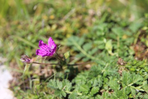 Erodium manescavi, photograph 5