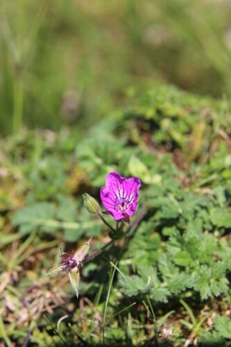 Erodium manescavi, photograph 2