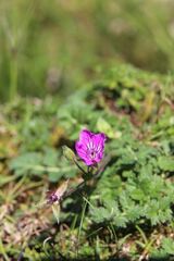 Erodium manescavi, photograph (c) Olivier Argagnon, some rights reserved (CC BY)