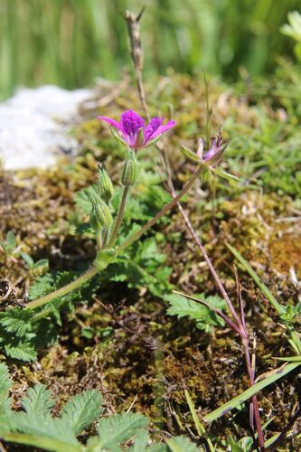 Erodium manescavi