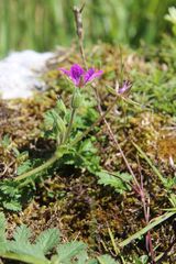 Erodium manescavi