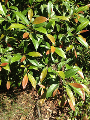 Elaeocarpus reticulatus