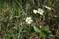 Fragaria viridis