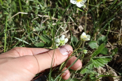 Fragaria viridis
