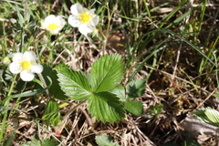 Fragaria viridis