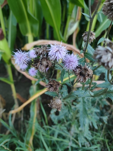 creeping thistle