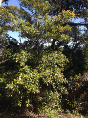 Elaeocarpus reticulatus