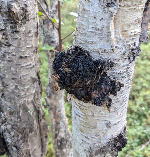 chaga