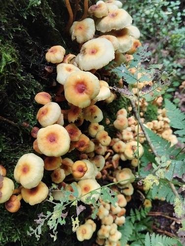 Sulphur Tuft