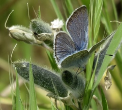 Icaricia icarioides missionensis