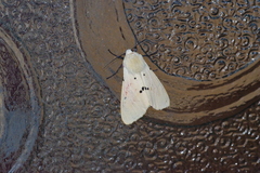 Spilarctia seriatopunctata