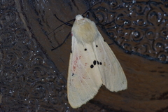Spilarctia seriatopunctata