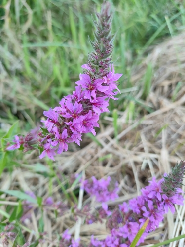 purple loosestrife