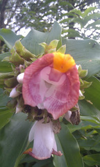 Costus lucanusianus