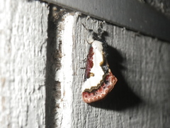 Eudryas brevipennis