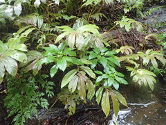 Lobelia physaloides