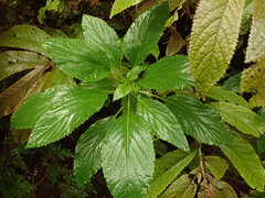 Lobelia physaloides
