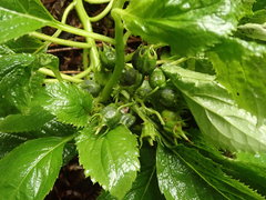 Lobelia physaloides