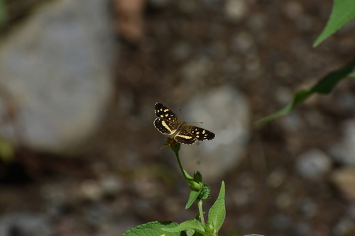 Pale-banded Crescent
