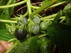 Lobelia physaloides