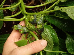 Lobelia physaloides