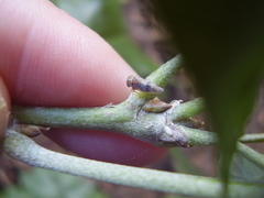 Tremulicerus distinguendus