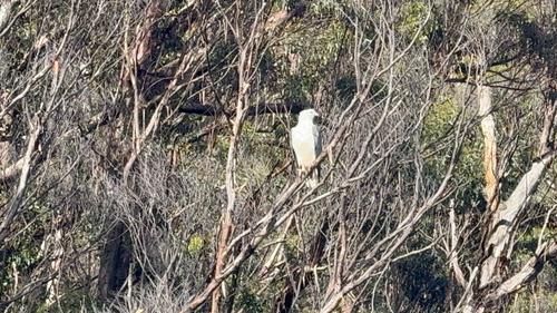 White-bellied Sea-Eagle