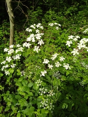 Chaerophyllum temulum