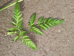 Chaerophyllum temulum
