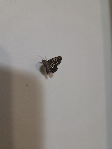 Latticed Heath