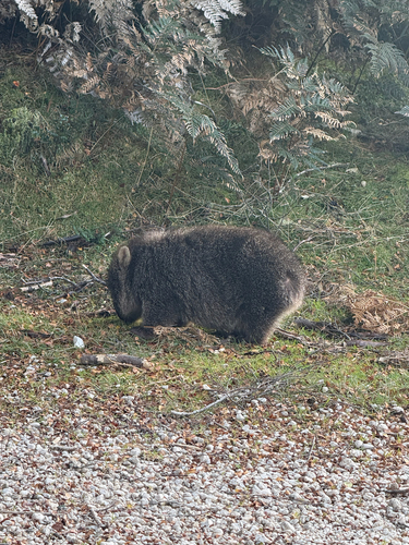 Tasmanian Wombat