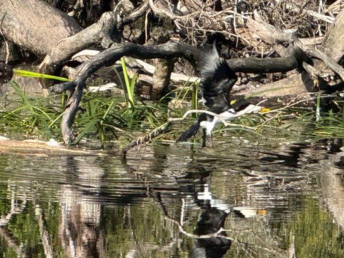 Little Pied Cormorant