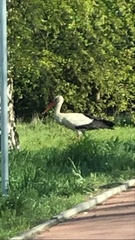 Ciconia ciconia