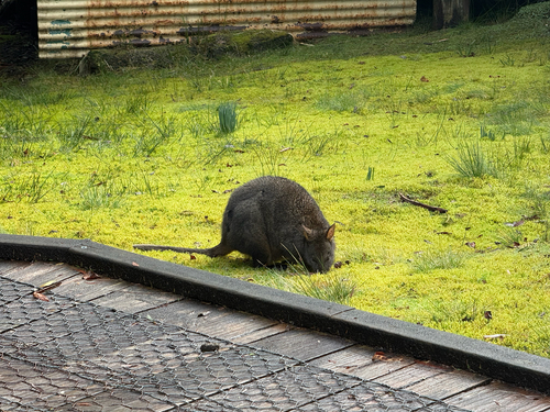 Rufous-bellied Pademelon