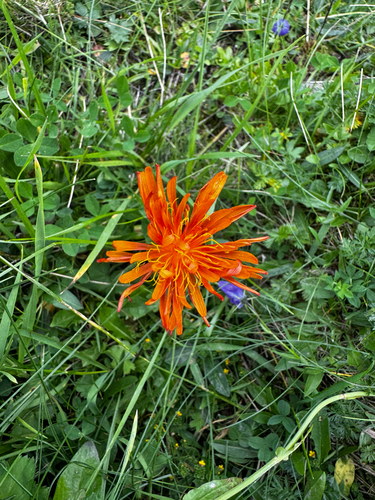 Crepis aurea, photograph 6