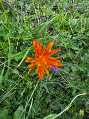 Crepis aurea, photograph author not stated, no rights reserved