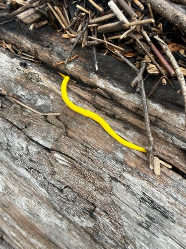 Canary Worm