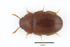 Pentaphyllus testaceus