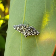Glyphodes onychinalis
